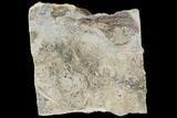 Crinoid (Dichocrinus) Fossil - Iowa #126190-1